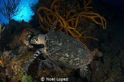 turtle feding on sponge,nikon D800E, tokina lens 10-17mm ... by Noel Lopez 